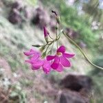 Oxalis lasiandra flower picture by erick cuevas (cc-by-sa)