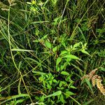 Bidens connata habit picture by Andrzej Konstantynowicz (cc-by-sa)