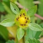 Potentilla reptans fruit picture by Jean-René Girardeau (cc-by-sa)