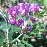 Lathyrus japonicus flower picture by Guilhem Espert (cc-by-sa)