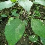 Laportea canadensis leaf picture by Denise Smith (cc-by-sa)