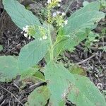 Heliotropium nicotianifolium habit picture by Trap Hers (cc-by-sa)