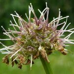 Oenanthe fistulosa fruit picture by Llandrich anna (cc-by-sa)