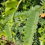 Sesbania punicea leaf picture by Chris Griggs (cc-by-sa)