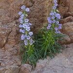 Campanula speciosa habit picture by Llandrich anna (cc-by-sa)