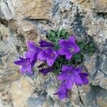 Campanula morettiana flower picture by Collodel Andrea (cc-by-sa)