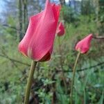 Tulipa agenensis flower picture by Yoan MARTIN (cc-by-sa)