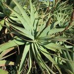 Aloe arborescens habit picture by Daniel Barthelemy (cc-by-nc)