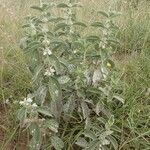 Leucas tomentosa habit picture by susan brown (cc-by-sa)