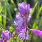 Polygala major flower picture by Ruprecht Storchschnabel (cc-by-sa)