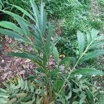 Elettaria cardamomum leaf picture by anilkumar ayyappan (cc-by-sa)