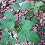 Rubus pedemontanus leaf picture by Laura N (cc-by-sa)