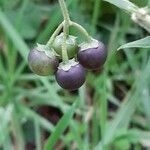 Solanum chenopodioides fruit picture by Michel Woitiez (cc-by-sa)