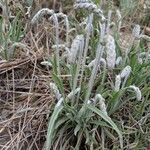 Plantago albicans flower picture by Gemma Penas (cc-by-sa)