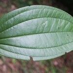 Smilax siphilitica leaf picture by R. Tournebize (cc-by-sa)