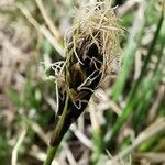 Carex curvula flower picture by Guy DR (cc-by-sa)