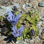 Campanula cenisia habit picture by Denis Bastianelli (cc-by-sa)