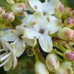 Ilex aquifolium flower picture by Llandrich anna (cc-by-sa)