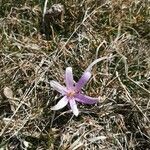 Colchicum bulbocodium flower picture by Robledo Maria (cc-by-sa)