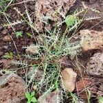 Phyllanthus suffrutescens habit picture by susan brown (cc-by-sa)