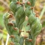 Spiranthes spiralis fruit picture by Pierre LEON (cc-by-sa)