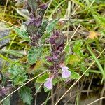 Teucrium chamaedrys habit picture by Lennaert Steen (cc-by-sa)