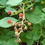 Rubus gratus fruit picture by David Kromann (cc-by-sa)