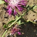 Centaurea sphaerocephala flower picture by giapo'64 (cc-by-sa)