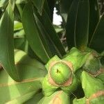 Foetidia mauritiana fruit picture by Hugo SANTACREU (cc-by-sa)