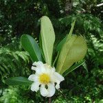 Gordonia fruticosa flower picture by Renato Lima (cc-by-nc-sa)