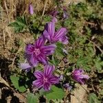 Malva sylvestris flower picture by García Martínez Ángel (cc-by-sa)