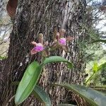 Cattleya tigrina flower picture by Curubeto Godoy Maria Gabriela (cc-by-sa)