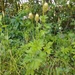 Anemone virginiana flower picture by Tree Doof (cc-by-sa)