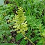 Astragalus canadensis flower picture by Margaret Rogers (cc-by-sa)