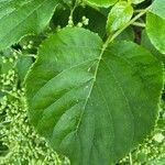 Hydrangea arborescens leaf picture by Matthew DreamsOfBunnies (cc-by-sa)