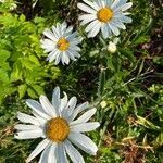 Leucanthemum maximum flower picture by Jacques Zuber (cc-by-sa)