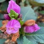 Chelone obliqua flower picture by ben vc (cc-by-sa)