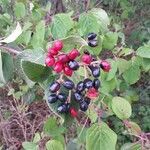 Viburnum lantana fruit picture by Élisabeth Garnier (cc-by-sa)