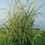 Lolium multiflorum habit picture by Jani Zadrgal (cc-by-sa)