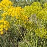 Foeniculum vulgare flower picture by Cesar Gonzalez (cc-by-sa)