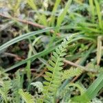 Ornithopus compressus leaf picture by Bua Lado Fco. Javier (cc-by-sa)