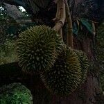 Durio zibethinus fruit picture by Blue Bottle (cc-by-sa)