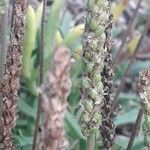 Plantago crassifolia flower picture by Jean-Michel Faton (cc-by-sa)