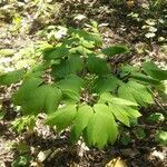 Caulophyllum thalictroides leaf picture by Gena Abramson (cc-by-sa)