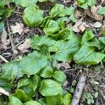 Arum cylindraceum leaf picture by Felix Hafner (cc-by-sa)