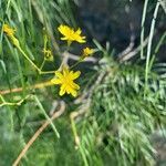 Sonchus leptocephalus flower picture by axel Bourdonné (cc-by-sa)