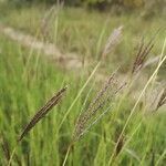 Bothriochloa ischaemum fruit picture by Nikoletta Gombás (cc-by-sa)