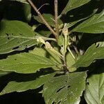 Varronia inermis leaf picture by Nelson Zamora Villalobos (cc-by-nc)