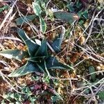 Spiranthes spiralis leaf picture by Maylis Ducos (cc-by-sa)