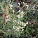 Parthenium incanum flower picture by lira leslie (cc-by-sa)